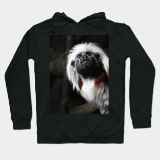 Cotton Top Tamarin Hoodie